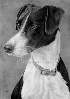 A pet dog portrait that I did. Drawn on A3 (42 x 29.7cm) 250gsm extra smooth Bristol board. Using various grades of pencil ranging from 4H to 5B,  mechanical pencils (0.5mm), blending stumps, tissues, cotton buds erasers.
