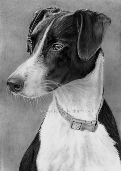 Dean Sidwell Art. Alice. Pet dog pencil drawing work on progress WIP 2