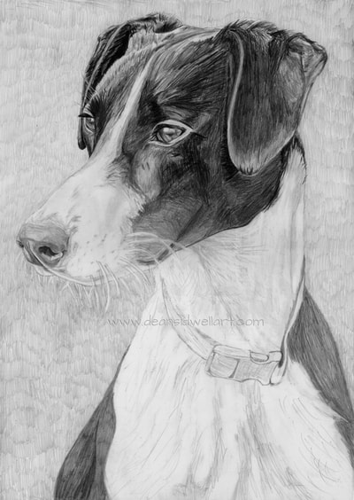 Dean Sidwell Art. Alice. Pet dog pencil drawing work on progress WIP 1