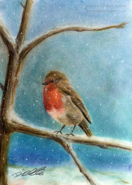 Robin: A quick colour pastel drawing of a robin sitting on a branch with snow falling in the background.